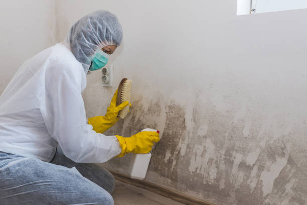 Best Attic Mold Remediation in Daleville, IN